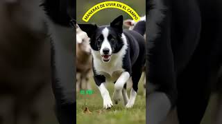 La raza perfecta para el campo Border Collie [upl. by Shela]