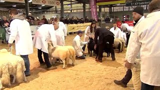 Pencampwriaeth Defaid Mynydd Cymreig  Welsh Mountain Sheep Champ [upl. by Eanert]