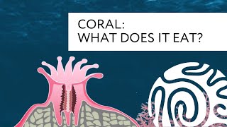 Coral What Does it Eat [upl. by Ahcorb758]