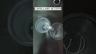 CAPILLARY ACTION Experiment experiment scienceexperiment [upl. by Anelegna412]