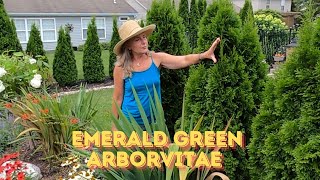 Emerald Green ArborvitaePlant Of The Week [upl. by Eentrok]