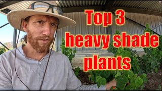 Top 3 Shade Plants for Texas  Landscaping Pro Tips texas nativeplants garden landscape shade [upl. by Anama235]