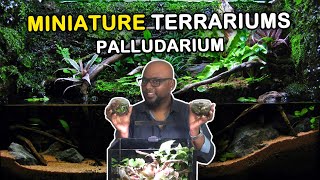 TERRARIUMS amp PALLUDARIUMS  CHENNAI AQUARIUM [upl. by Anaiv]