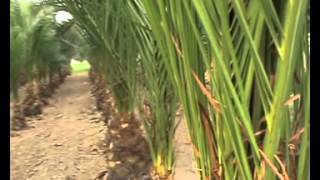 PHOENIX CANARIENSIS  Viveros Palma Fruit [upl. by Gnuy265]