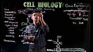 Transfer and Ribosomal RNA [upl. by Uhthna]