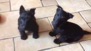 Scottie Pups available  Kellyskennelscouk [upl. by Arette]