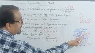 Double Fertilisation in Flowering Plants cbse cbsebiology reproductioninplantscbse motivation [upl. by Imik]