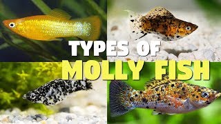 Top 12 Types of Molly Fish [upl. by Compte]