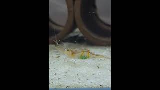 Sunstripe Sulawesi Shrimp Cardina Profundicola BerriedPregnant [upl. by Cecily]