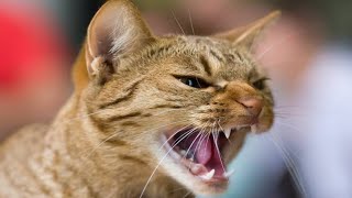 Male Cat Calling Female  Male Cat In Heat Sounds  Cat Mating Call Sounds [upl. by Templas]