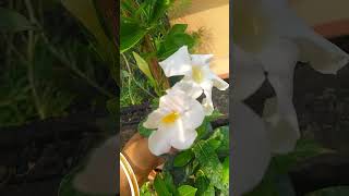 Mandevilla flower plant 🪴✨terrace gardening mandeville flowers plants viralvideo flower [upl. by Llewon994]