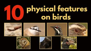 10 PHYSICAL FEATURES ON BIRDS [upl. by Suolkcin]