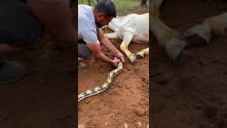 The horse was bitten by a snake and luckily the farmer caught it in time youtubeshorts [upl. by Dodie599]