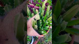 Stapelia Giganteastapelias🌸gardening plantas plants succulents cactus 2024 nature [upl. by Ulah]