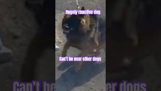 Helping reactive dog and owners ￼Montreal Dog Trainer Family K9 Dog Training [upl. by Llevel]