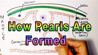 Mechanism of Pearl Formation  Detailed [upl. by Laehcim876]