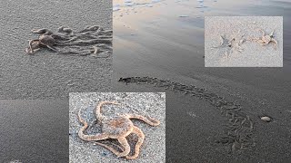 Serpent stars at the beach Slangsterren op het strand [upl. by Trebmer268]