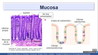 VIDEHISTO 41  Sistema digestivo I  Intestino grueso colon y apéndice [upl. by Schlicher]