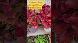 Kalanchoe in early winter [upl. by Roxane]