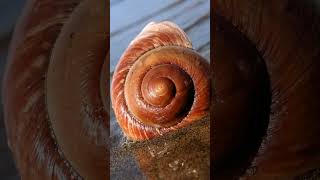 Top 10 Amazing Facts About Snails for Kids Educational Video snails snailshell snailfacts [upl. by Charis181]