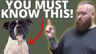 3 THINGS TO KNOW BEFORE GETTING A STAFFORDSHIRE BULL TERRIER [upl. by Youngran]