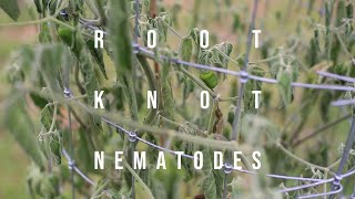 I Spent 20 Years Battling Root Knot Nematodes Heres What Worked [upl. by Eves633]