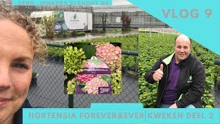 vlog 9 Hortensia Forever amp Ever kwekerij Jonkers deel 2 [upl. by Kaitlynn]