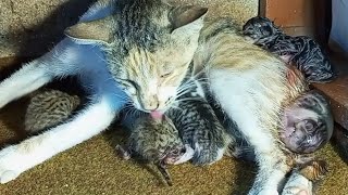 Rescued Injured Cat Gives Birth to 5 Kittens Heartwarming Recovery Story [upl. by Mairb]