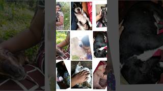 Animalsloversimbha appusjulikarumbhan manikuttankakkachikathu billichinnuminnu mypets [upl. by Carnes]