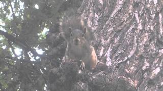 An adorable Fox Squirrel Sciurus niger at UT Austin chattering and barking [upl. by Godbeare]