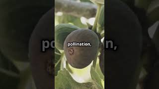 The Deadly Secret of Figs and Bees 🐝🌿 [upl. by Aihtekal]