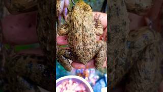 FROG EXOTIC FOOD OR NOTshorts trending shortvideo youtubeshorts viralshorts frogs [upl. by Doroteya]