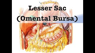 Lesser Sac Omental Bursa [upl. by Malilliw]