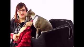 Pet Product Review  Pet Car Seat  Snoozer Lookout II [upl. by Rbma]