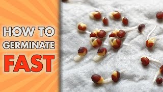 🌱 Fast amp Easy Seed Germination How to Start Seedlings from Paper Towel Method Container vs Baggie [upl. by Odracer]