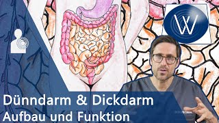 Unser Darm Wieviel Charme steckt drin Anatomie Funktion amp Störungen von Dünndarm amp DickdarmKolon [upl. by Casandra795]