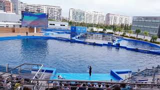 The dolphin show Oceanografic  Valencia  2019 [upl. by Anrev]