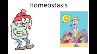 Homeostasis [upl. by Ylla]