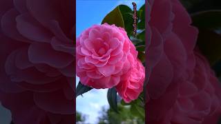 Camellia Flowers so beautiful nature love flowers [upl. by Elleined]