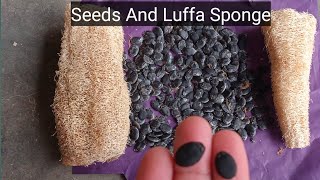 Harvesting Seeds And Sponge Gourd Luffa From Dry Ridge gourd سُوکھی توری کے فائدے Seeds Bank DIY [upl. by Mohun]