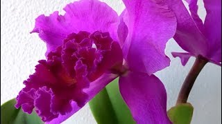 Beautiful orchids 8 [upl. by Muncey]