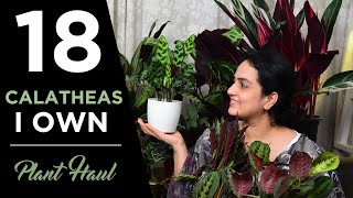 18 varieties of Calatheas I own  Plant Haul  Indoor gardening Calatheas Goeppertias [upl. by Yellek]