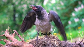 Closeup of CAWING Hooded Crow Fledgling 4K CAW CAW CAW [upl. by Hguh]