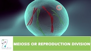 MEIOSIS OR REPRODUCTION DIVISION  PART 02 [upl. by Inga]