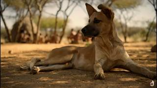 Mans First Friend  The Epic Story Of Humans And Dogs [upl. by Lechner]