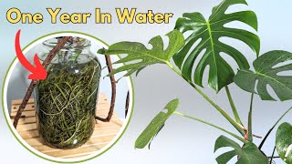 trying to grow the largest monstera in water [upl. by Nyleikcaj578]