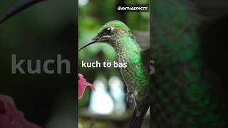 Hummingbirds weight 🐦 facts factsinhindi naturefacts nature hindi sciencefacts science gk [upl. by Rooker26]