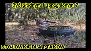 STOŁÓWKA DLA PTAKÓW🐦🌞 🍽️SÓJKA przy wodopoju Dźwięki natury LATO 2024🐦🌞 🍽️🐦🌞 🍽️ [upl. by Karim]