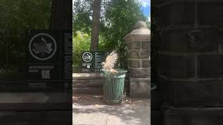 Morningside Park trashcan hawk courtesy of Ceridwen Morris instagramceridwenmorris [upl. by Patsy]