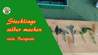 Stecklinge schneiden  Kräuter Rosmarin Basilikum Rose Hortensie Liguster Pflanzen vermehren [upl. by Amoihc]